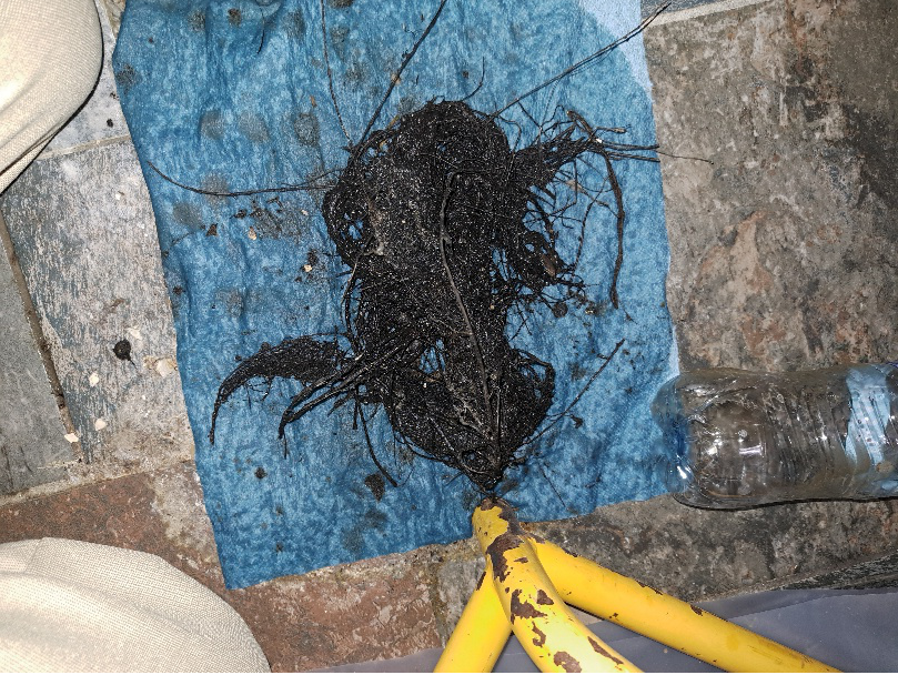 Extracted tree roots from a sewer line, showing how underground growth can clog and damage plumbing systems.